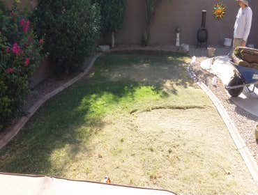 diseased turf