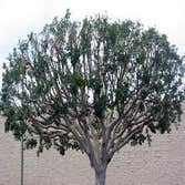 Inexpensve Tree Services Inc Project 1 These are images of work we done these are the type of services we offer:
tree trimming
tree removal
stump rem