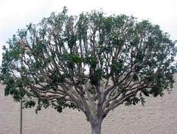 Inexpensve Tree Services Inc Project 1 These are images of work we done these are the type of services we offer:
tree trimming
tree removal
stump rem