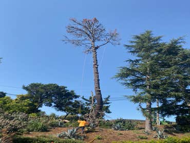 Photos by Moreno Tree Service #1