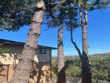 Photos by Ruiz Tree Service #1
