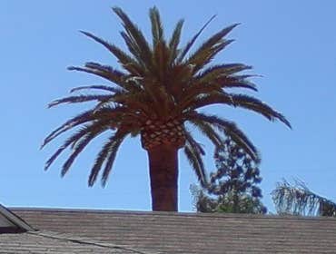 Inexpensve Tree Services Inc Project 1 These are images of work we done these are the type of services we offer:
tree trimming
tree removal
stump rem