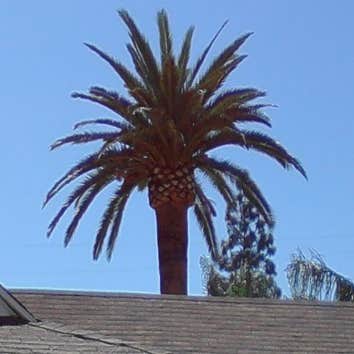 Inexpensve Tree Services Inc Project 1 These are images of work we done these are the type of services we offer:
tree trimming
tree removal
stump rem