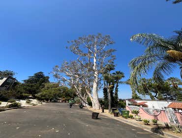Photos by California Green Tree Care #1