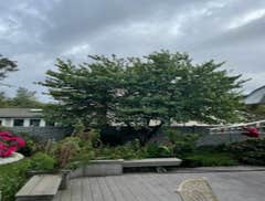 Tree topping