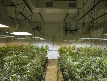 Grow Photos