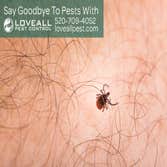 Termite-Pest Control Termite-Pest Control Service
