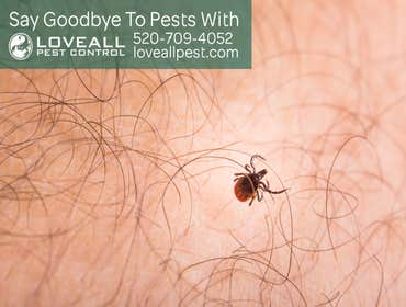 Termite-Pest Control Termite-Pest Control Service