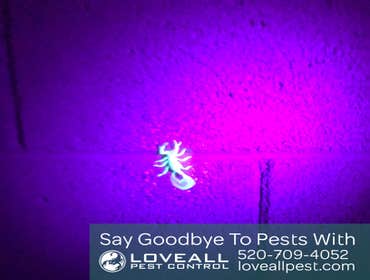 Termite-Pest Control Termite-Pest Control Service