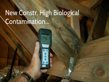 Mold Assessment..