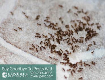 Termite-Pest Control Termite-Pest Control Service
