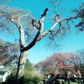 Photos by Atx Blue Star Tree Service #1