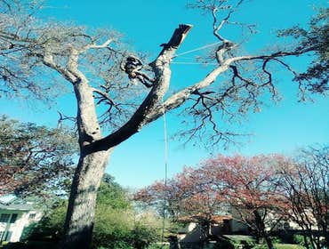 Photos by Atx Blue Star Tree Service #1