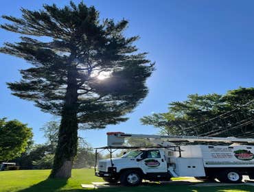 Removal a large pine tree in the middle of the lawn
