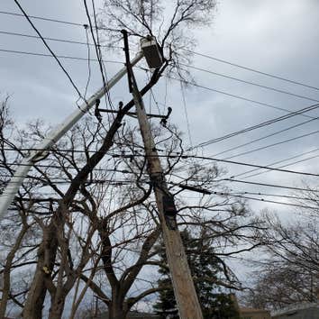 True Star Tree Service Fontana