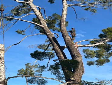 Photos by California Green Tree Care #1