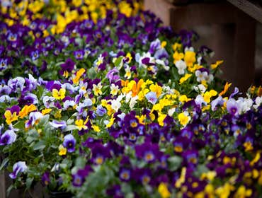 Photos by Mercy Garden Nursery #1