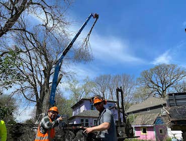 Photos by Wigginton Tree Service #1
