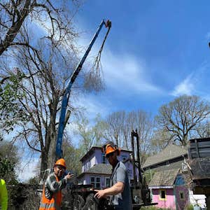 Photos by Wigginton Tree Service #1