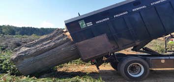 Photo(s) from Cs Tree Services