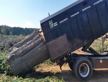 Photo(s) from Cs Tree Services