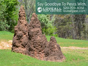 Termite-Pest Control Service