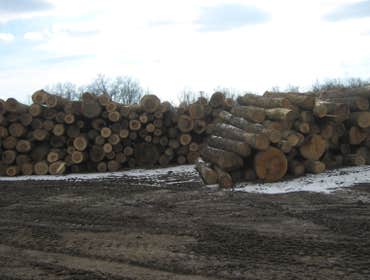 LOGS READY TO BE SAWED