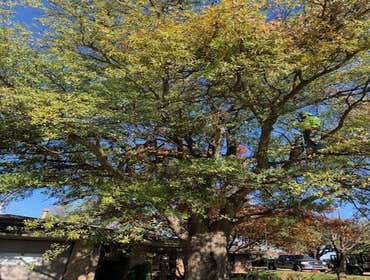Photos by K&r Tree Service LLC #1