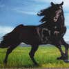 Darkhorse Fence Co logo