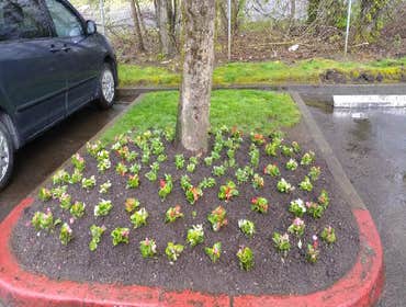 Seasonal Flowers