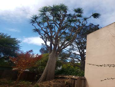 Photos by Moreno Tree Service #1