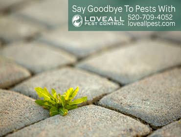 Termite-Pest Control Termite-Pest Control Service