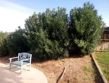 Palms trimmed and more.