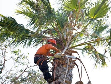 Photos by Full Tree Service Panama City #1