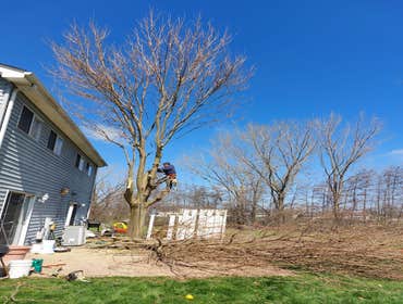 Photos by Alvarez Tree Expert- Tree Service- Tree Removal- (630) 201-8389 #1