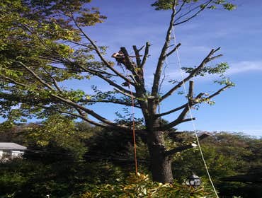 topping a red oak
