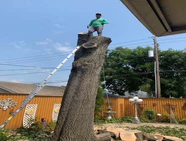 Photos by K-perez Tree Services #1
