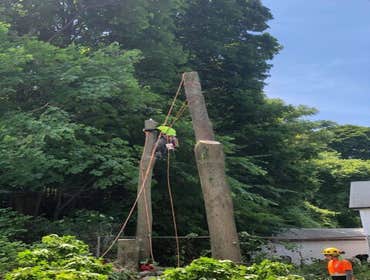 Photos by Yandi's Tree Service #4