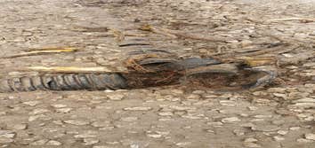 Before ( Existing Drainfield)