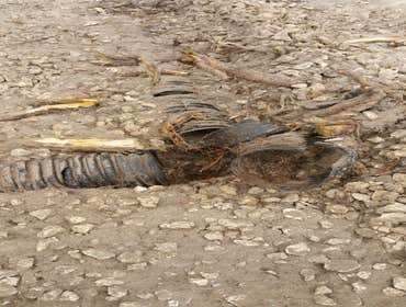 Before ( Existing Drainfield)