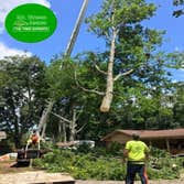 tree service