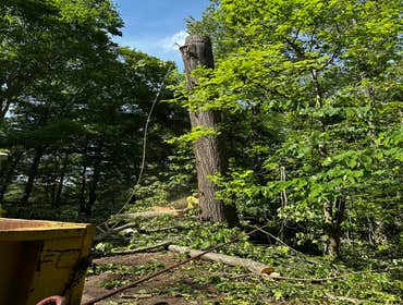 Flores Tree Services General & Landscaping