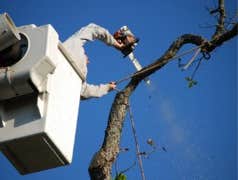 Photos by Capital City Tree Removal Co #1