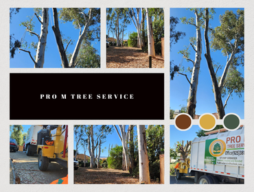 Photos by Pro M Tree Service #57
