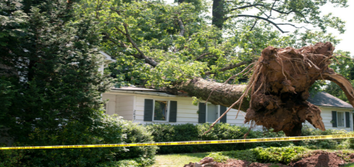 Bristow Tree Service