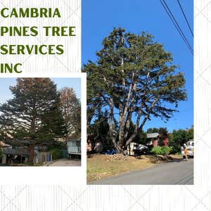 Photos by Cambria Pines Tree Service Inc #4