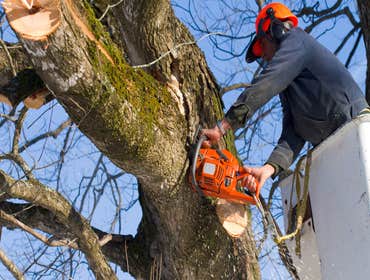 Photos by Brents Tree Service #1 Brents Tree Service is a tree trimming company that you can count on to provide the highest quality tree service in Au