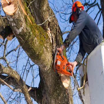 Photos by Brents Tree Service #1 Brents Tree Service is a tree trimming company that you can count on to provide the highest quality tree service in Au