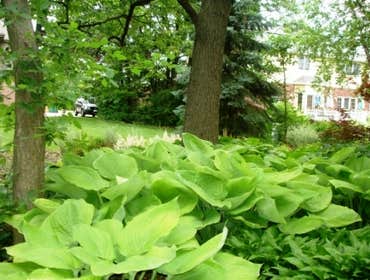 Drama in the Woodland Garden