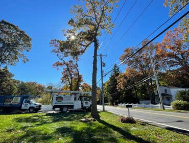 Removing an oak tree that was rotten ?⚒️??